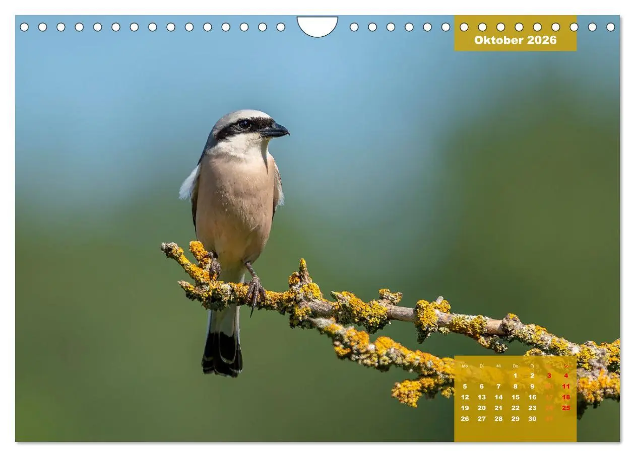 Bild: 9783457582602 | SINGVÖGEL - Die prächtigen Sänger in schönem Ambiente (Wandkalender...