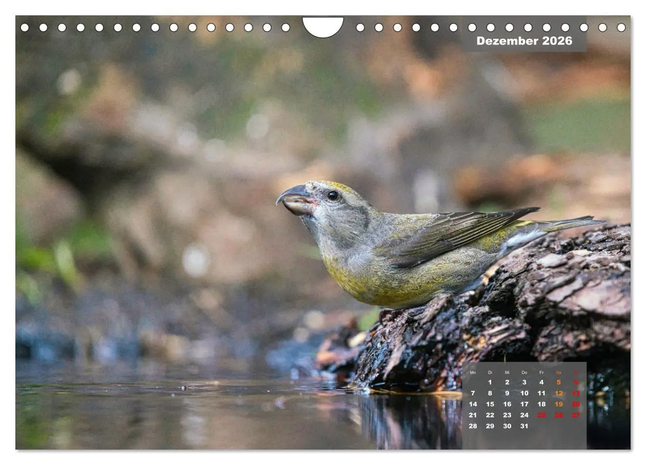 Bild: 9783457582602 | SINGVÖGEL - Die prächtigen Sänger in schönem Ambiente (Wandkalender...