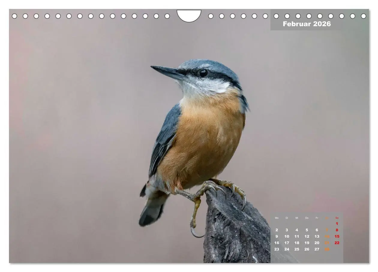 Bild: 9783457582602 | SINGVÖGEL - Die prächtigen Sänger in schönem Ambiente (Wandkalender...