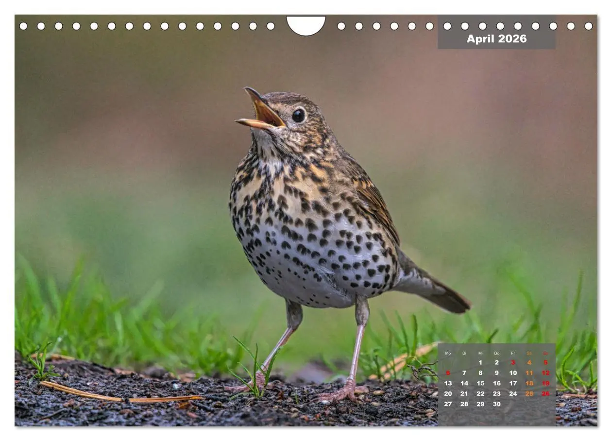 Bild: 9783457582602 | SINGVÖGEL - Die prächtigen Sänger in schönem Ambiente (Wandkalender...