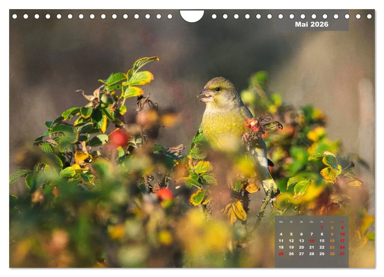 Bild: 9783457582602 | SINGVÖGEL - Die prächtigen Sänger in schönem Ambiente (Wandkalender...