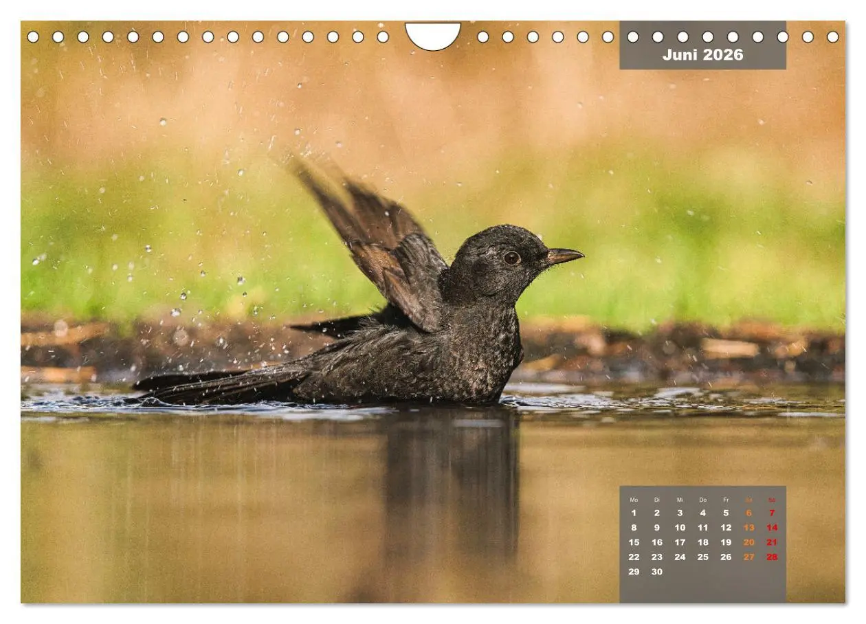 Bild: 9783457582602 | SINGVÖGEL - Die prächtigen Sänger in schönem Ambiente (Wandkalender...