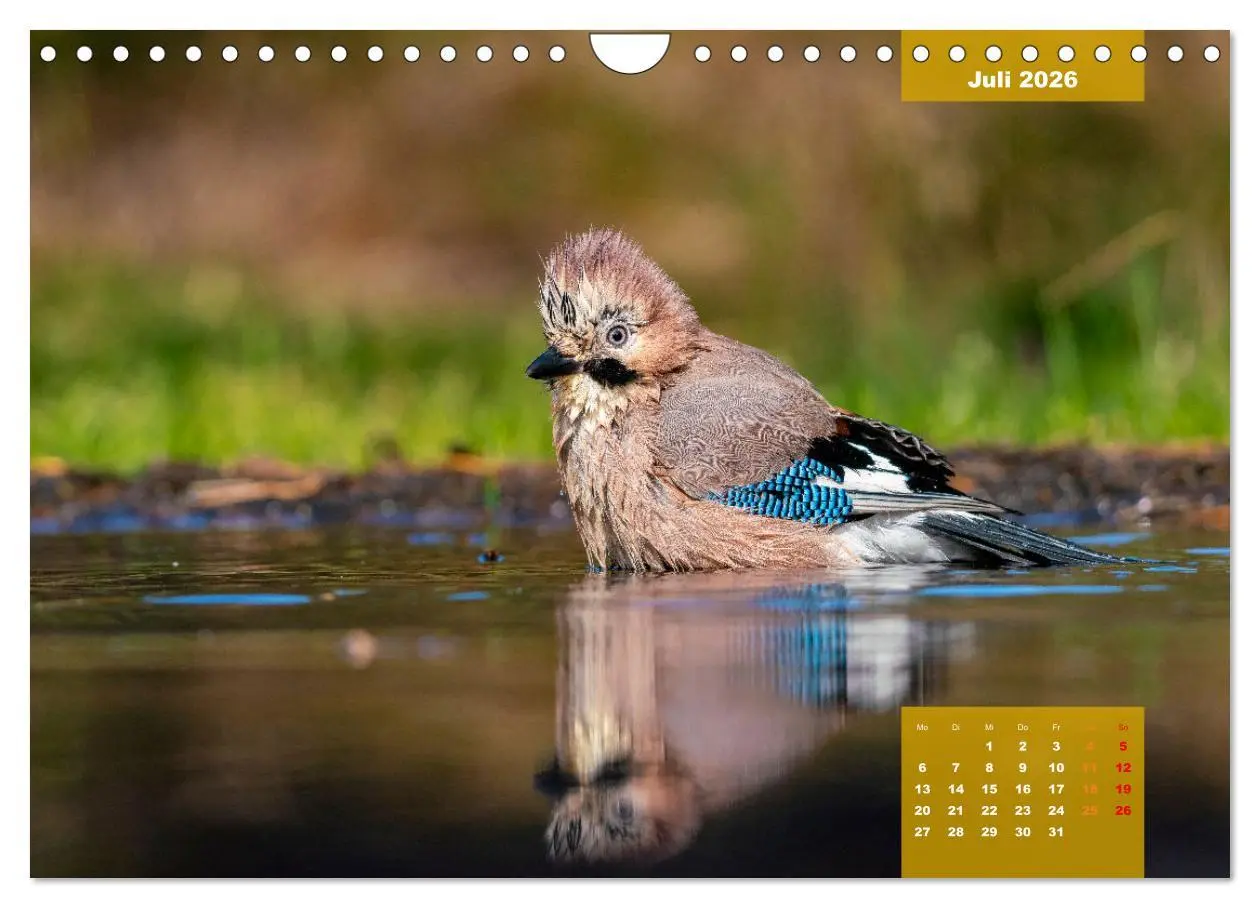 Bild: 9783457582602 | SINGVÖGEL - Die prächtigen Sänger in schönem Ambiente (Wandkalender...