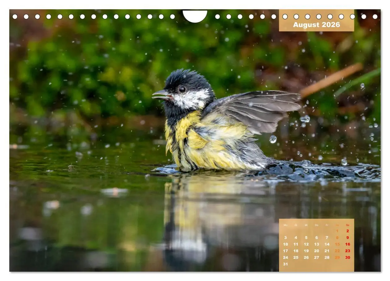 Bild: 9783457582602 | SINGVÖGEL - Die prächtigen Sänger in schönem Ambiente (Wandkalender...