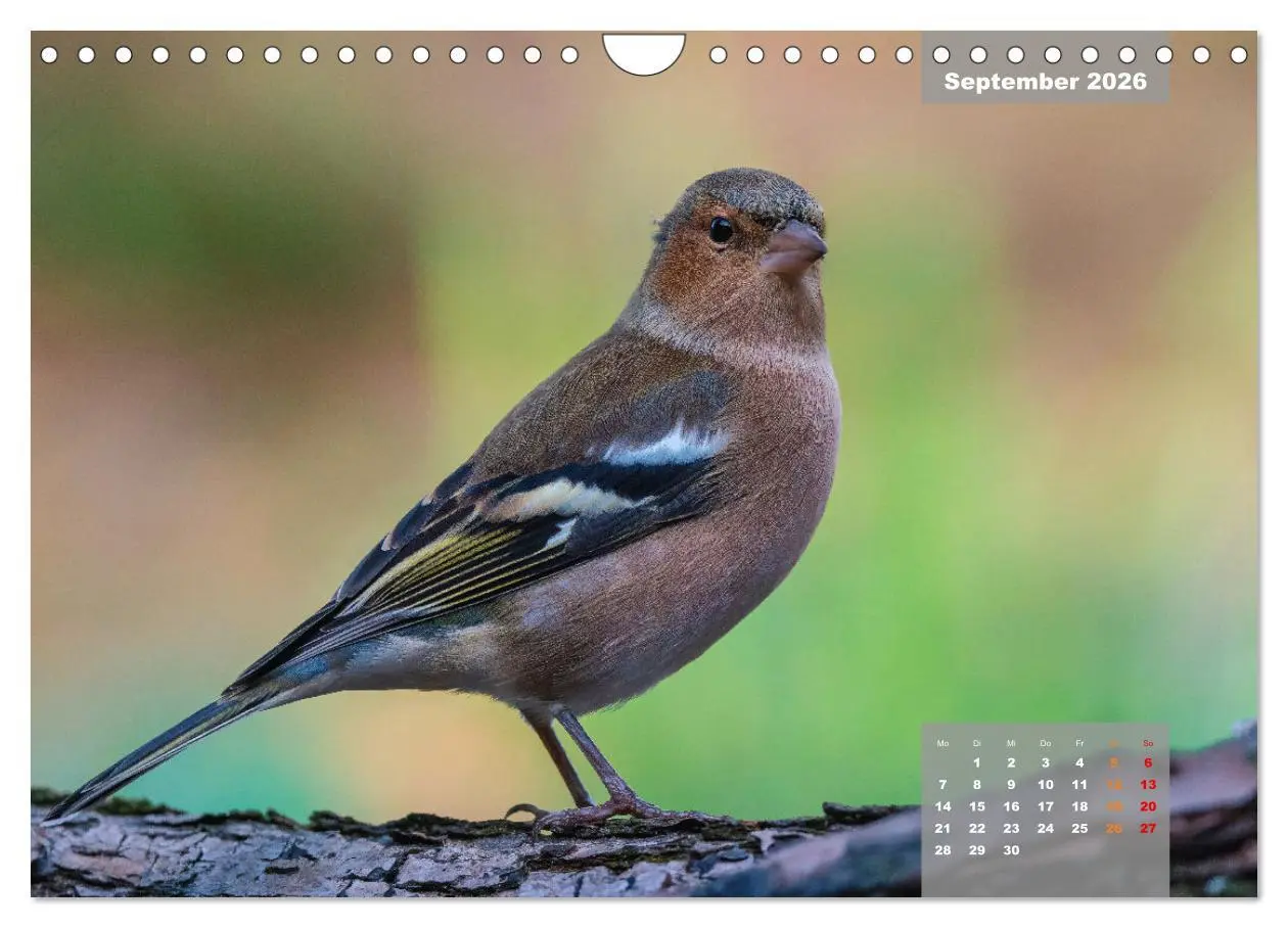 Bild: 9783457582602 | SINGVÖGEL - Die prächtigen Sänger in schönem Ambiente (Wandkalender...