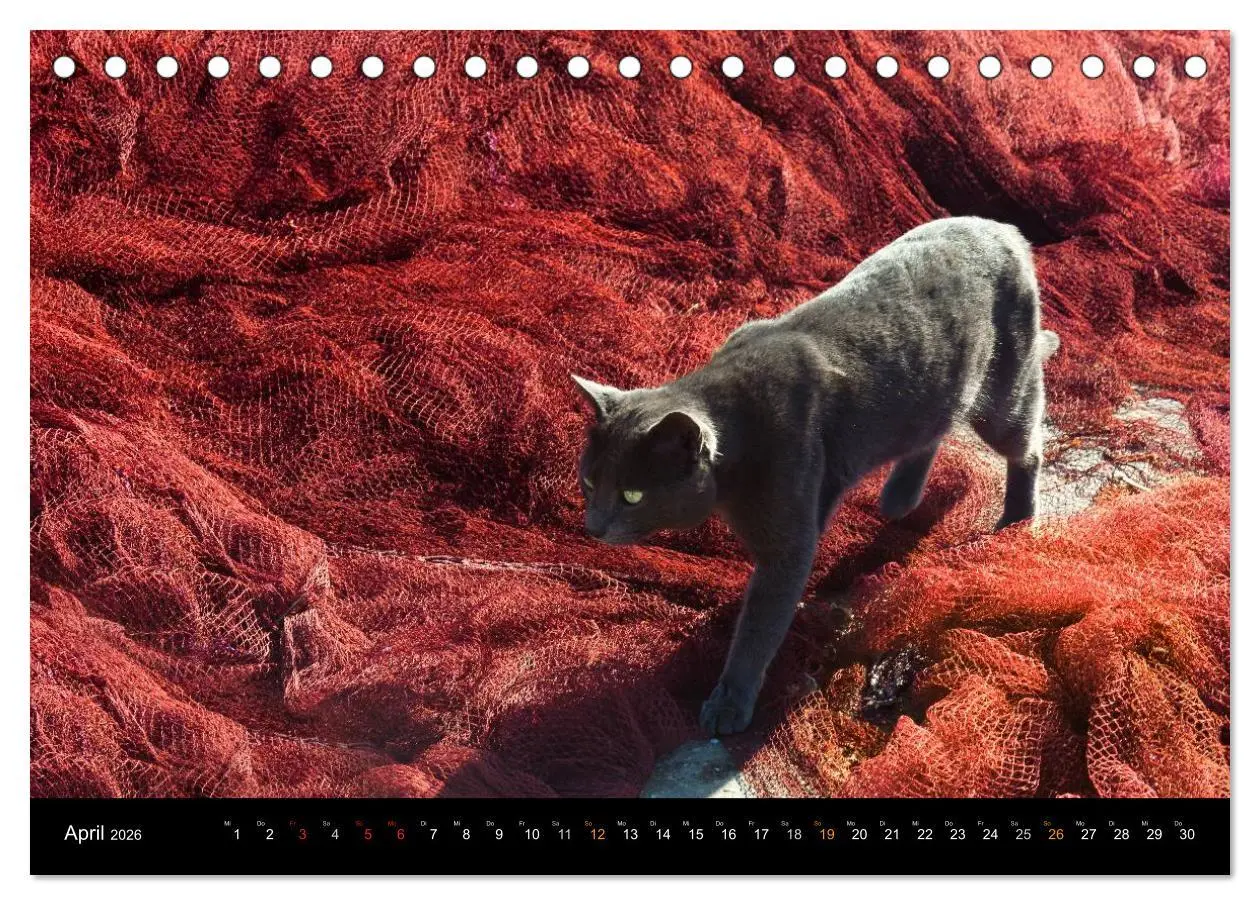 Bild: 9783516052602 | Sehnsucht Hiddensee 2026 (Tischkalender 2026 DIN A5 quer), CALVENDO...