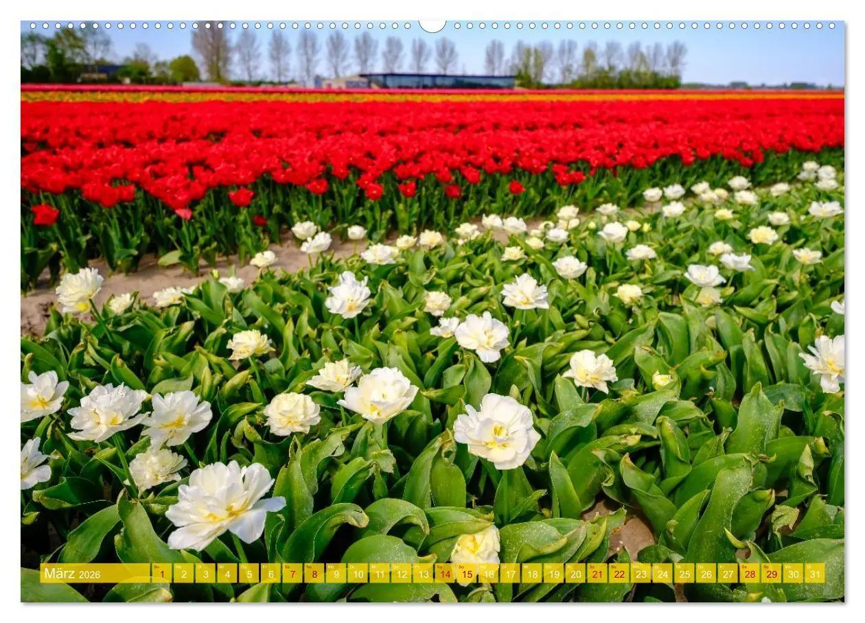 Bild: 9783516672602 | Feeling Holland (Wandkalender 2026 DIN A2 quer), CALVENDO...