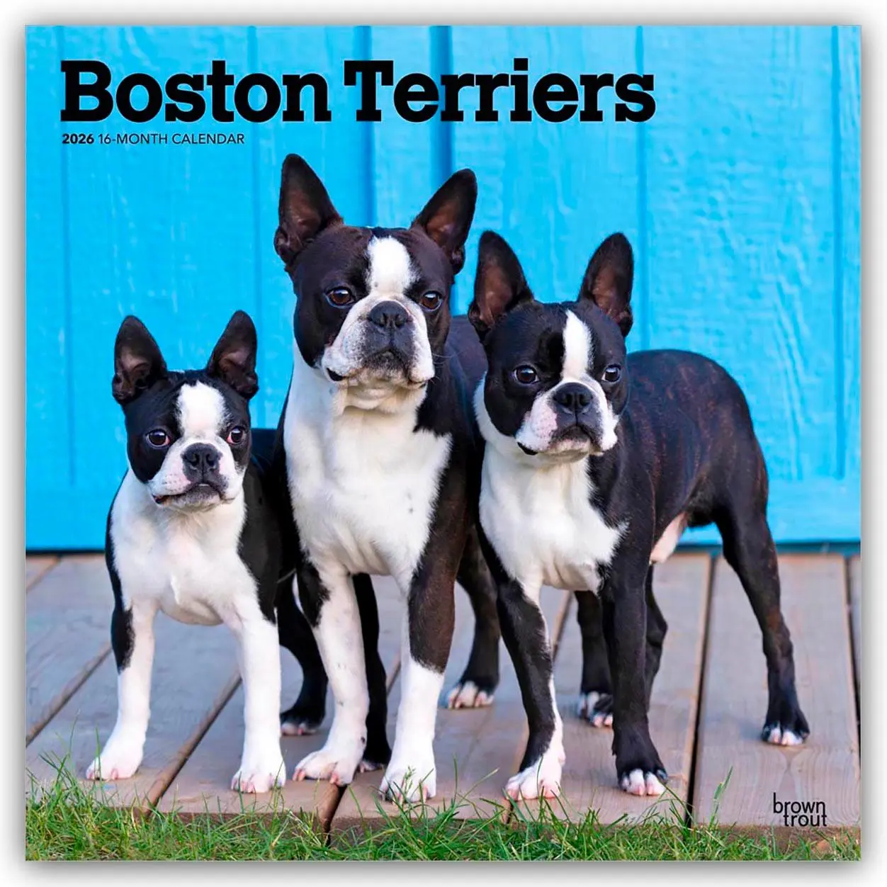 Cover: 9798330702602 | Boston Terriers 2026 - 16-Monatskalender | Browntrout Publishers