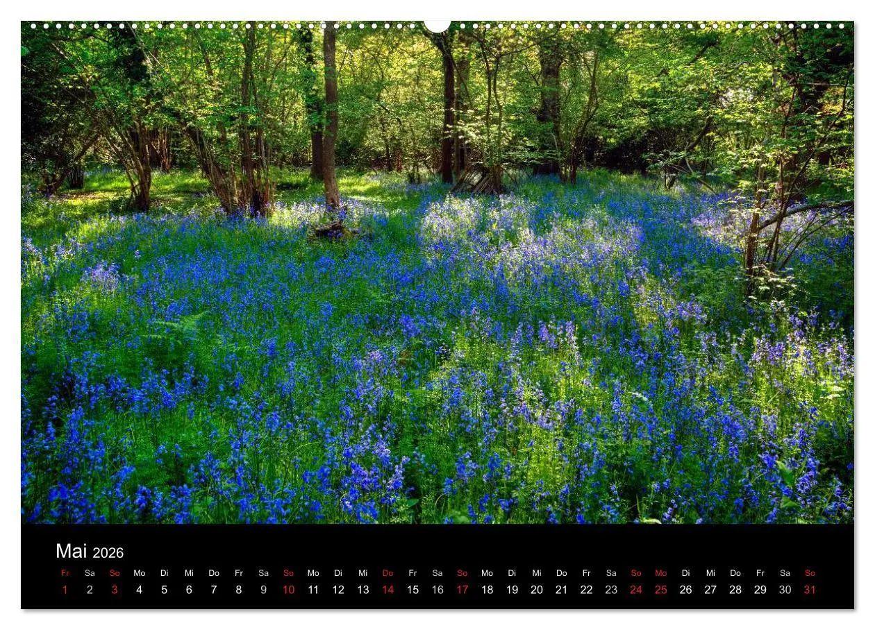 Bild: 9783457952702 | New Forest - England (hochwertiger Premium Wandkalender 2026 DIN A2...