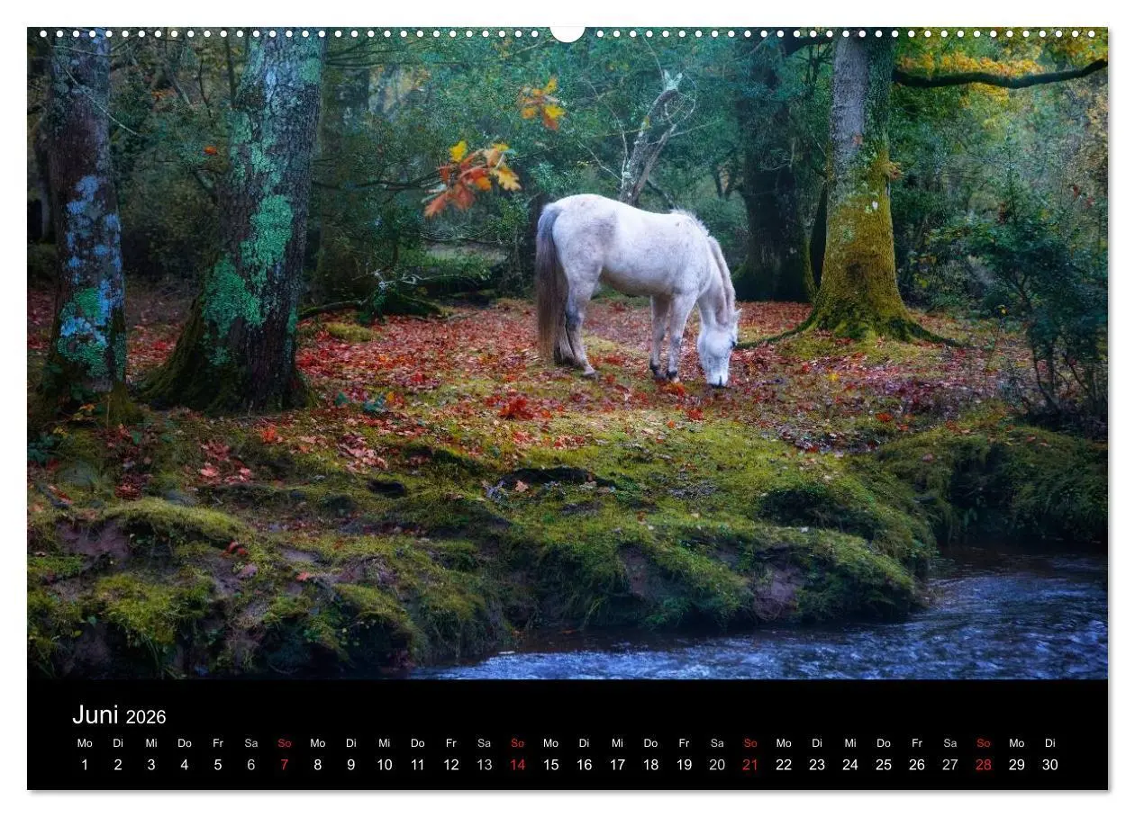 Bild: 9783457952702 | New Forest - England (hochwertiger Premium Wandkalender 2026 DIN A2...