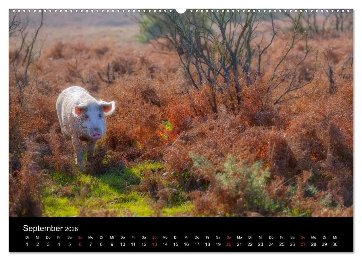 Bild: 9783457952702 | New Forest - England (hochwertiger Premium Wandkalender 2026 DIN A2...