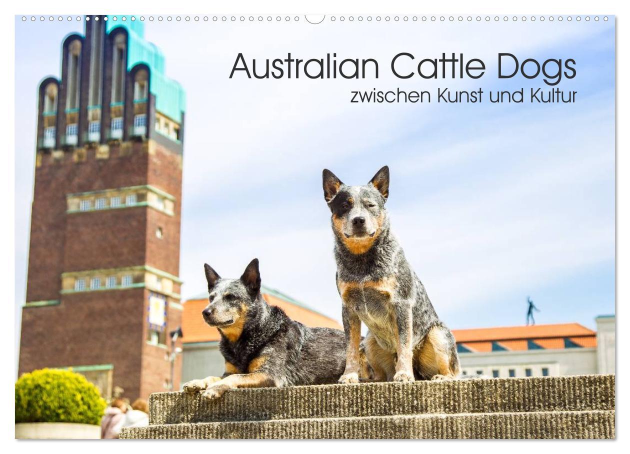 Cover: 9783435462902 | Australian Cattle Dogs zwischen Kunst und Kultur (Wandkalender 2025...