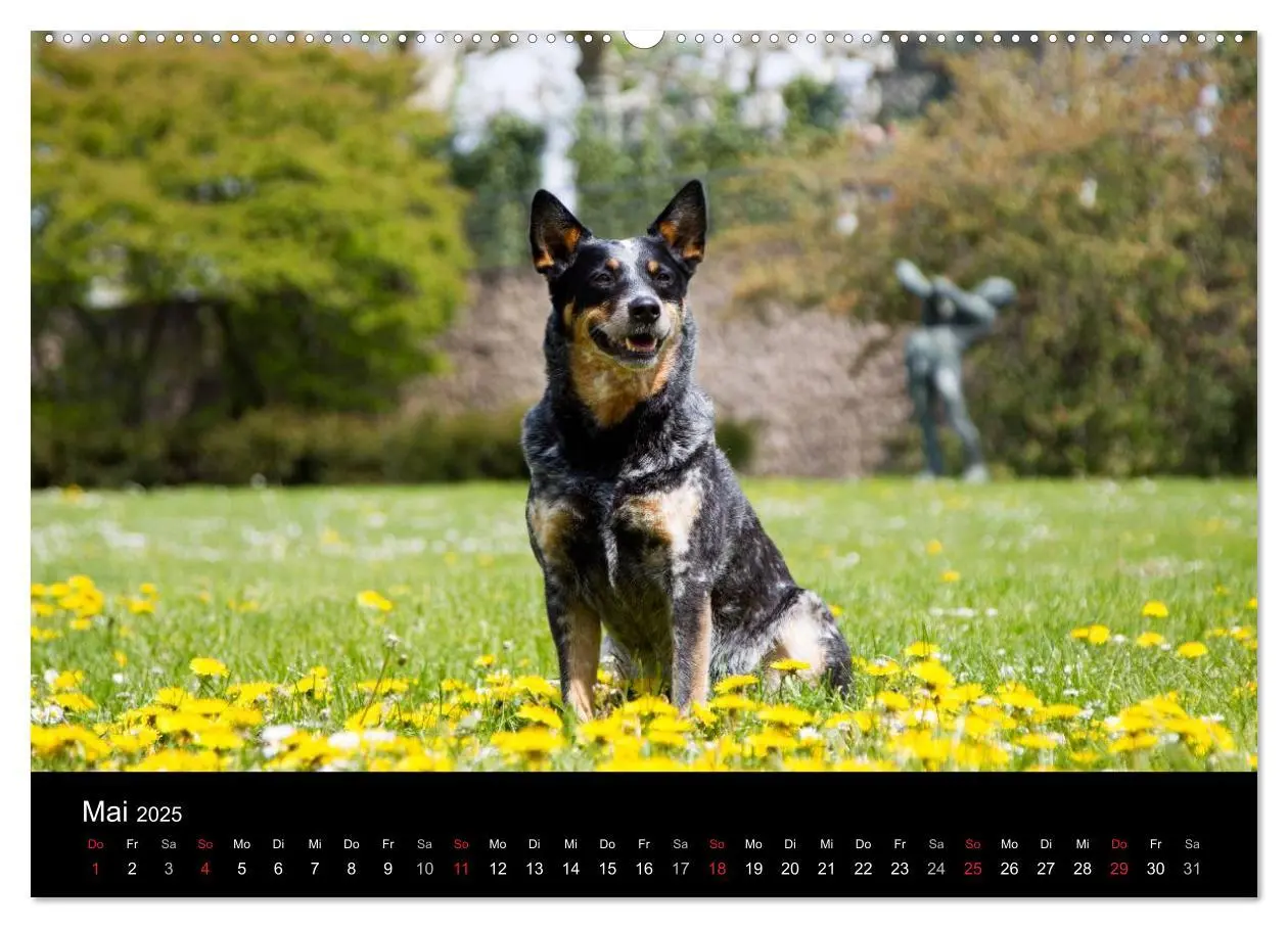 Bild: 9783435462902 | Australian Cattle Dogs zwischen Kunst und Kultur (Wandkalender 2025...