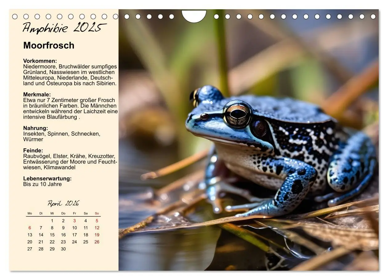 Bild: 9783457482902 | Wildtiere des Jahres (Wandkalender 2026 DIN A4 quer), CALVENDO...