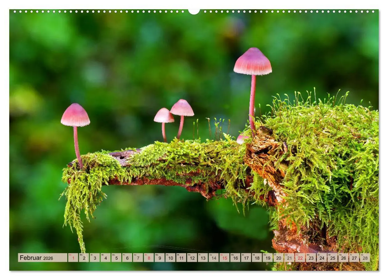 Bild: 9783457743102 | Leise durch den Wald. Sich Zeit nehmen und der Stille lauschen...