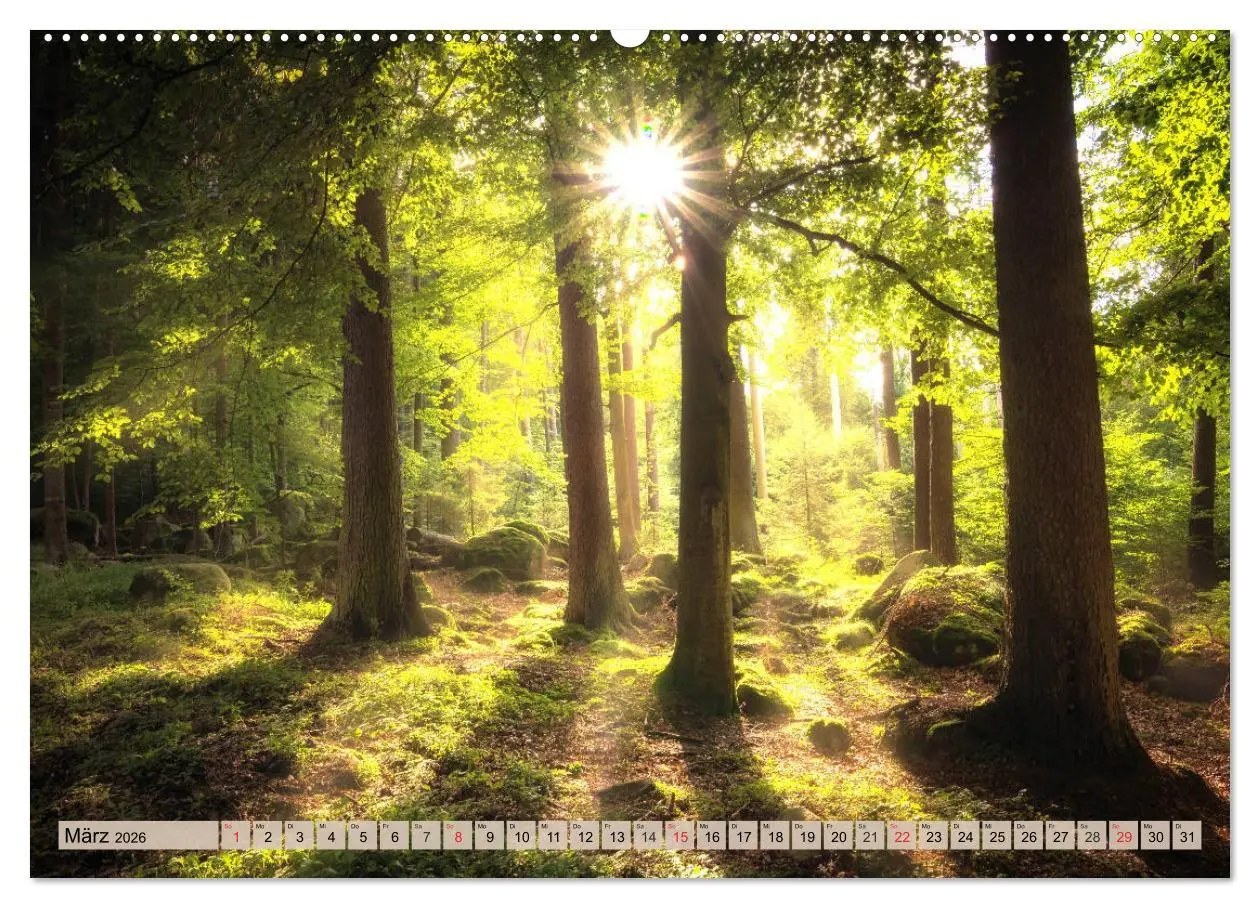 Bild: 9783457743102 | Leise durch den Wald. Sich Zeit nehmen und der Stille lauschen...