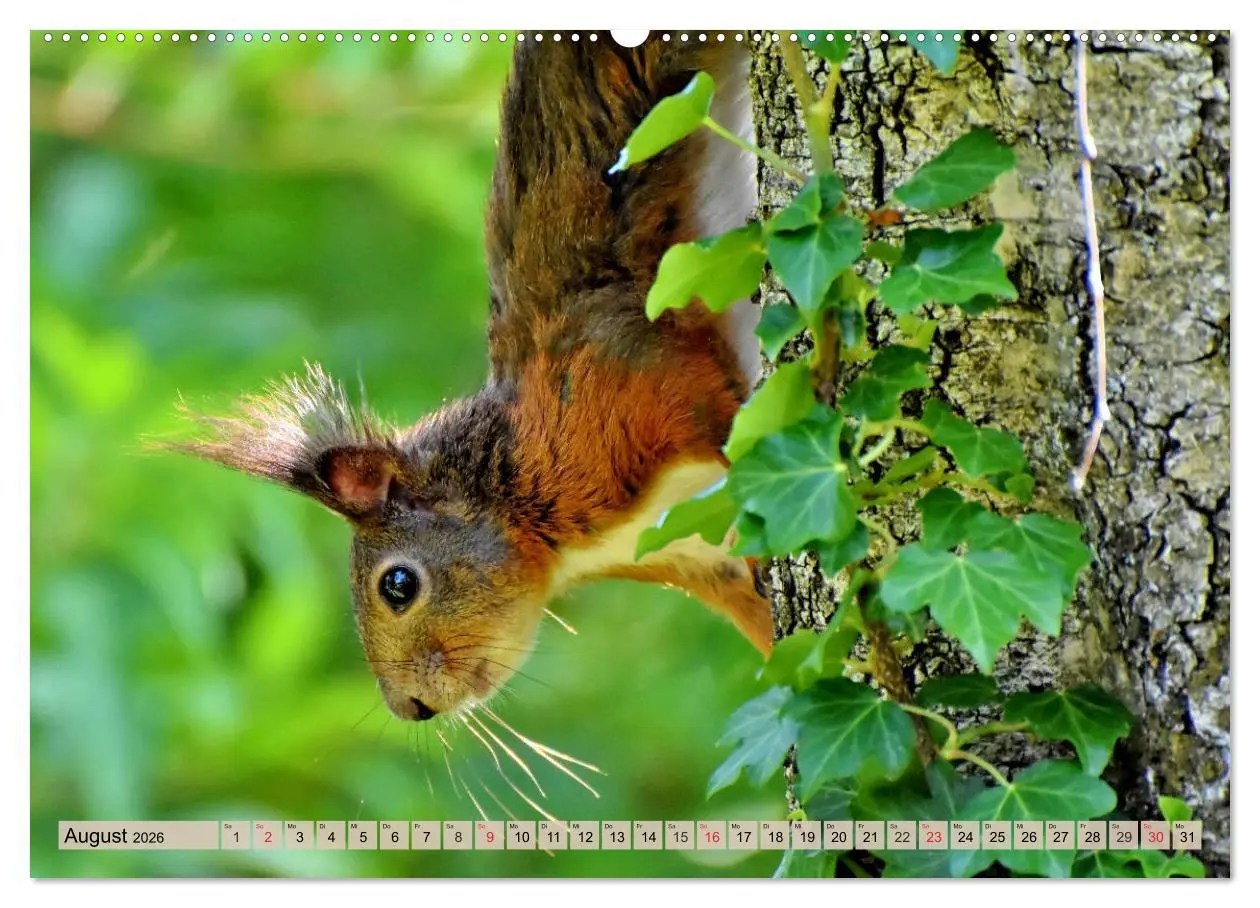Bild: 9783457743102 | Leise durch den Wald. Sich Zeit nehmen und der Stille lauschen...