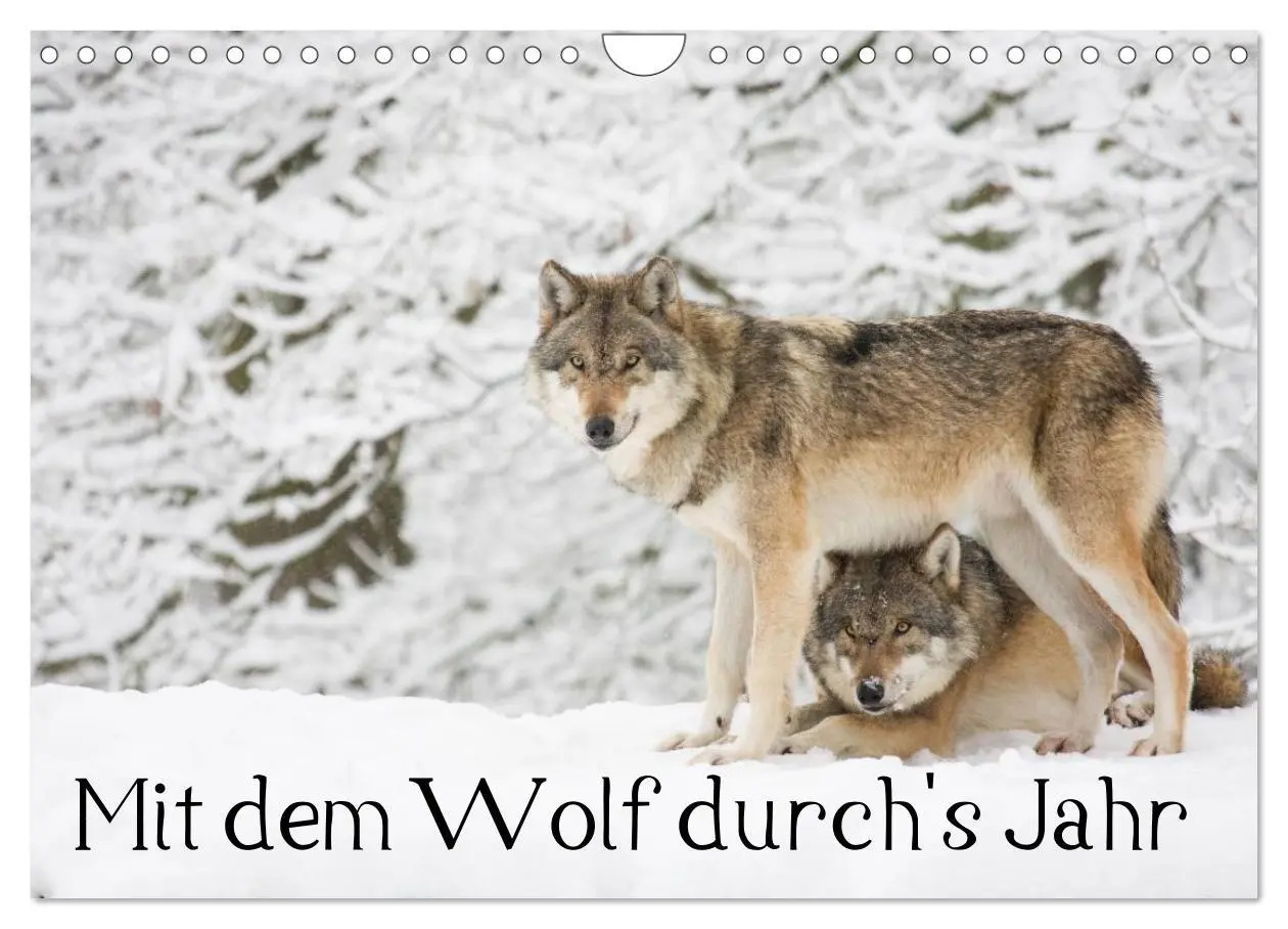 Cover: 9783457973202 | Mit dem Wolf durch's Jahr (Wandkalender 2026 DIN A4 quer), CALVENDO...