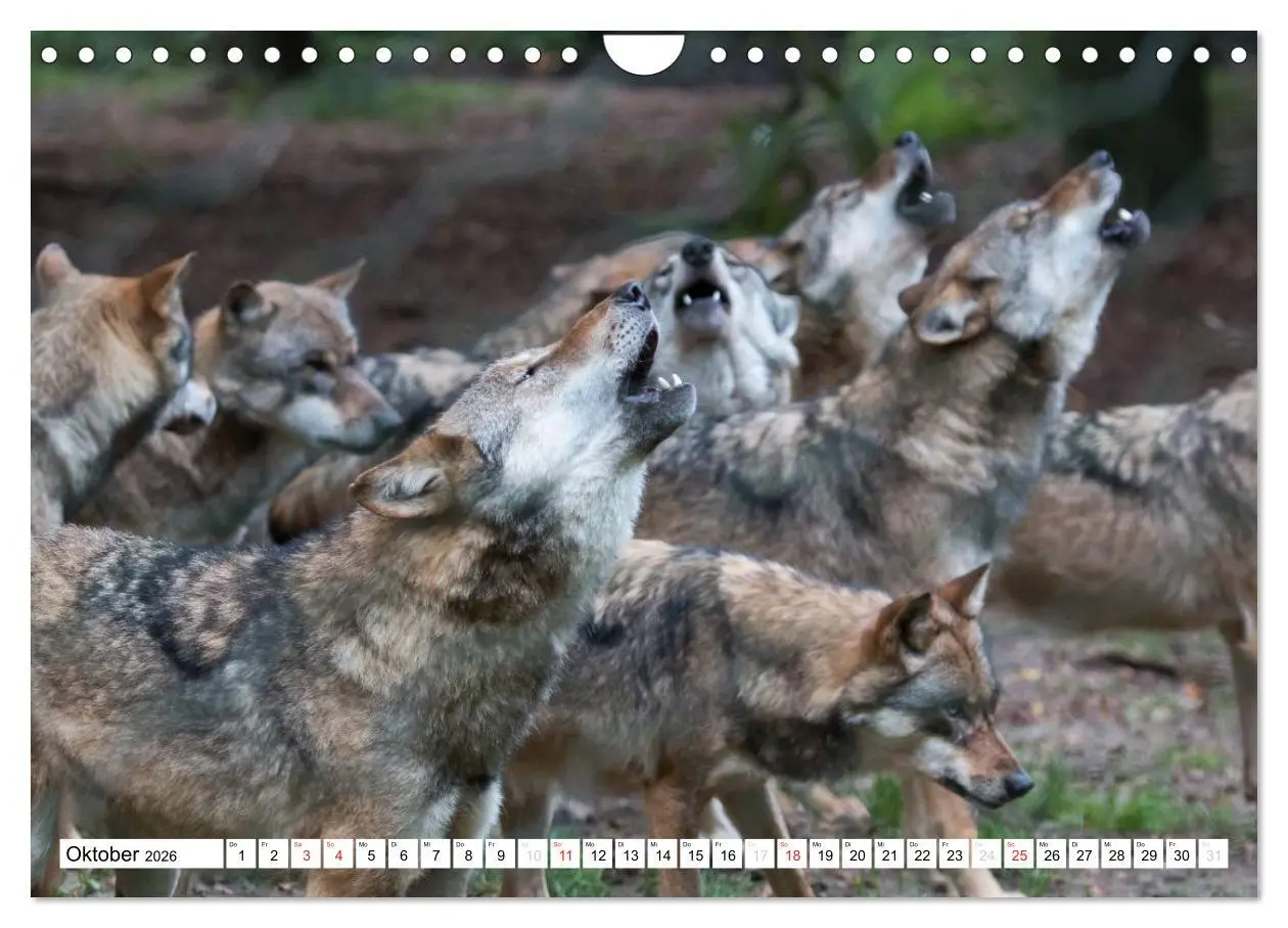 Bild: 9783457973202 | Mit dem Wolf durch's Jahr (Wandkalender 2026 DIN A4 quer), CALVENDO...