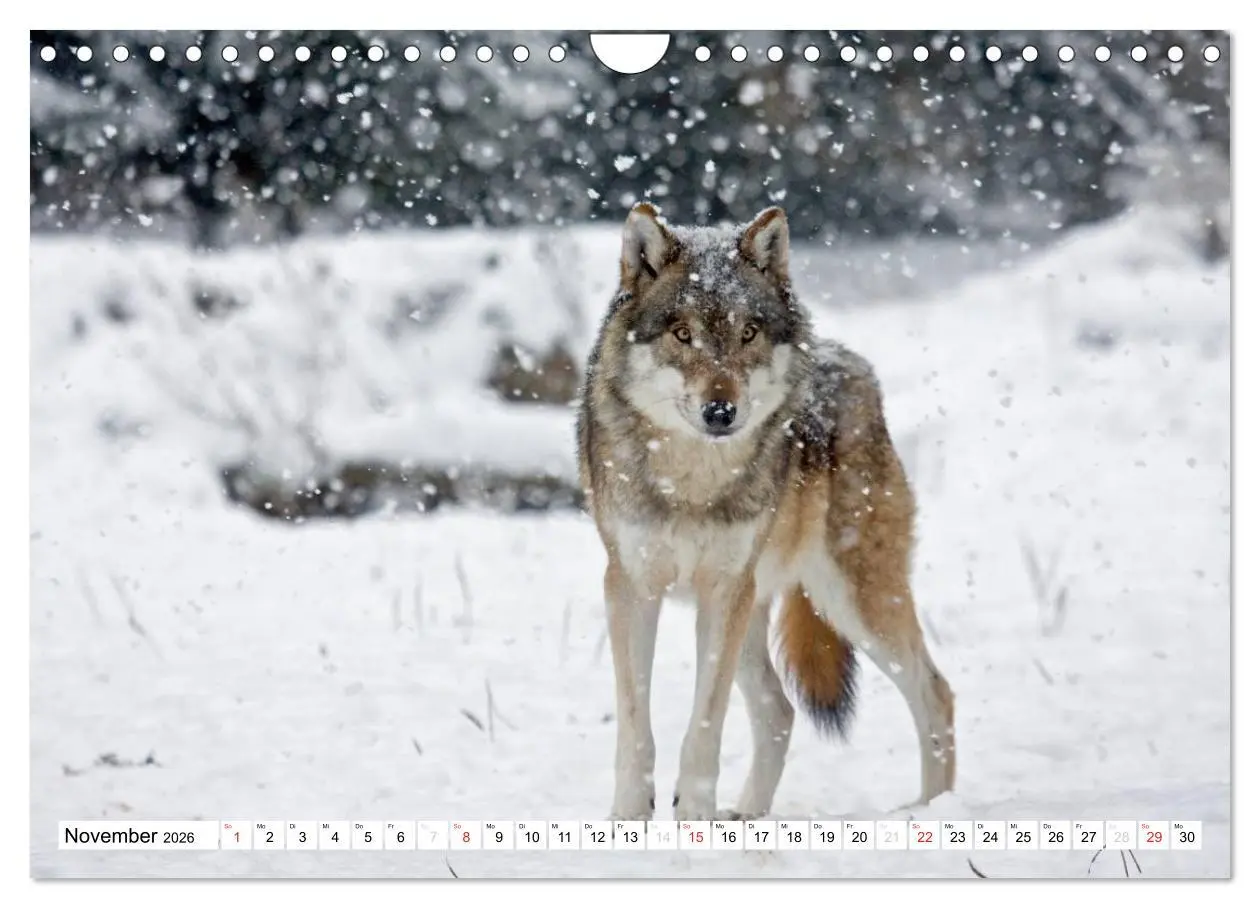 Bild: 9783457973202 | Mit dem Wolf durch's Jahr (Wandkalender 2026 DIN A4 quer), CALVENDO...