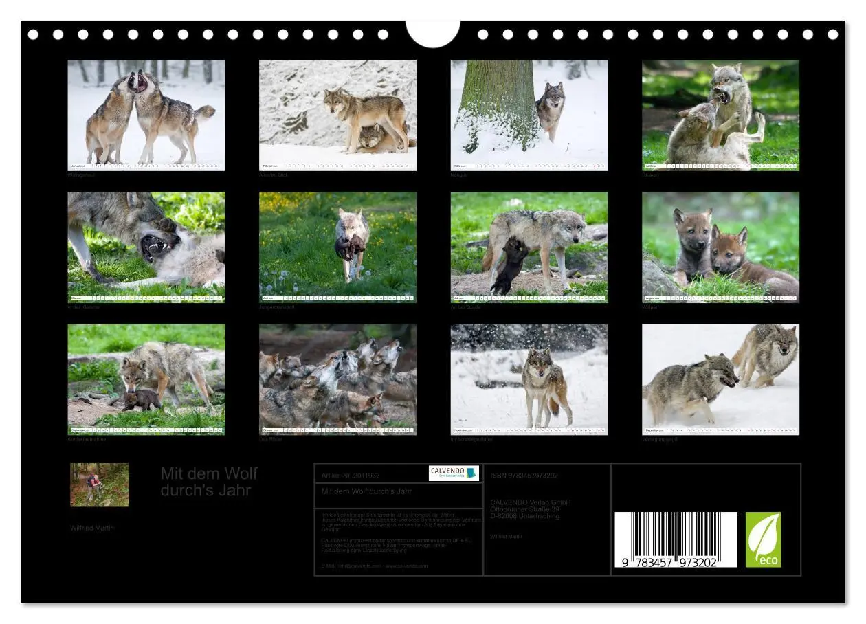 Bild: 9783457973202 | Mit dem Wolf durch's Jahr (Wandkalender 2026 DIN A4 quer), CALVENDO...