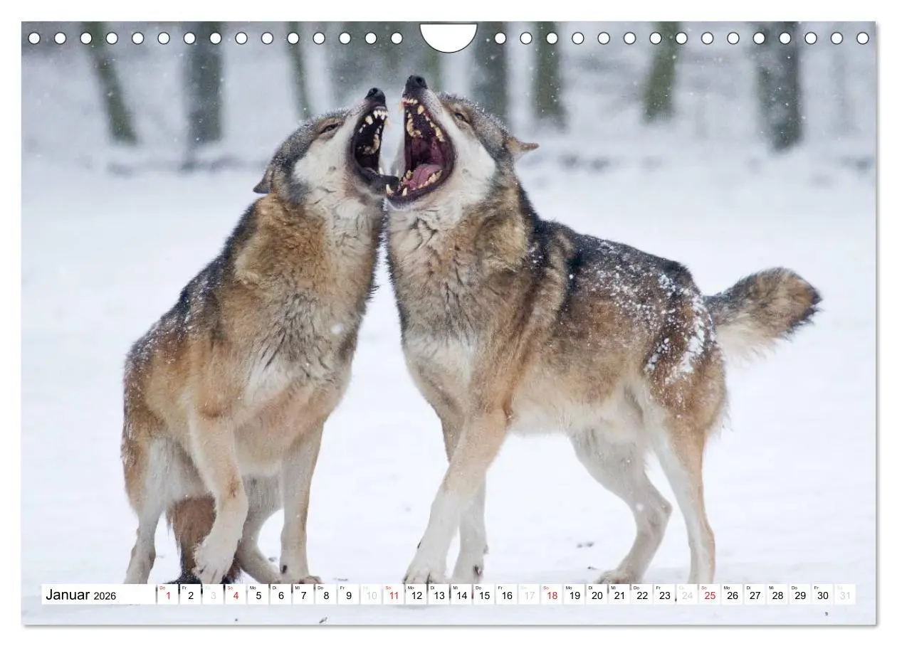 Bild: 9783457973202 | Mit dem Wolf durch's Jahr (Wandkalender 2026 DIN A4 quer), CALVENDO...