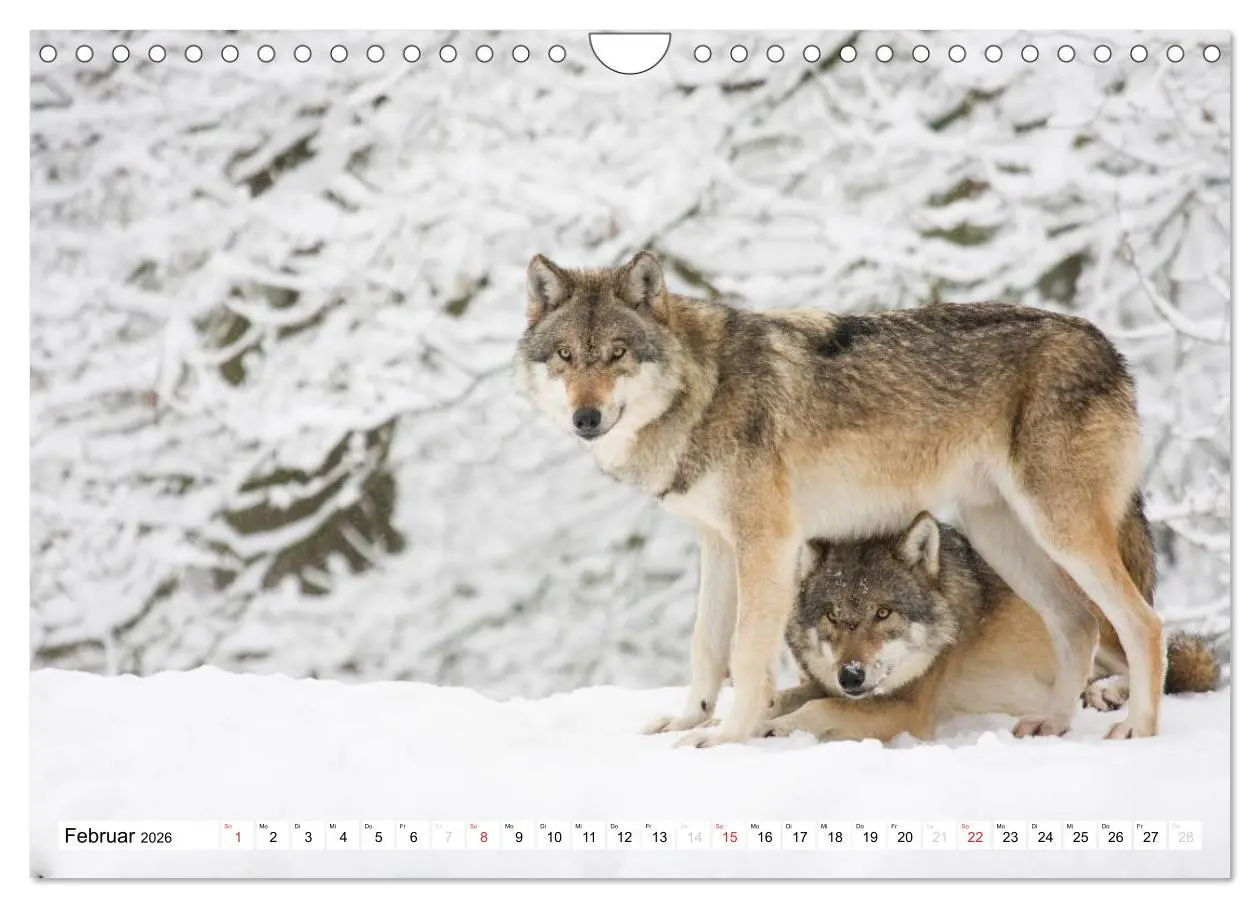 Bild: 9783457973202 | Mit dem Wolf durch's Jahr (Wandkalender 2026 DIN A4 quer), CALVENDO...
