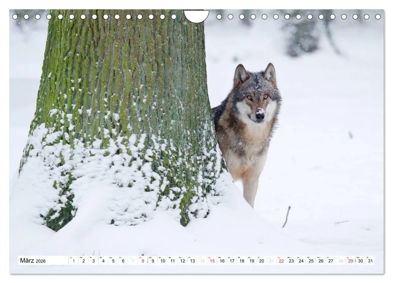 Bild: 9783457973202 | Mit dem Wolf durch's Jahr (Wandkalender 2026 DIN A4 quer), CALVENDO...