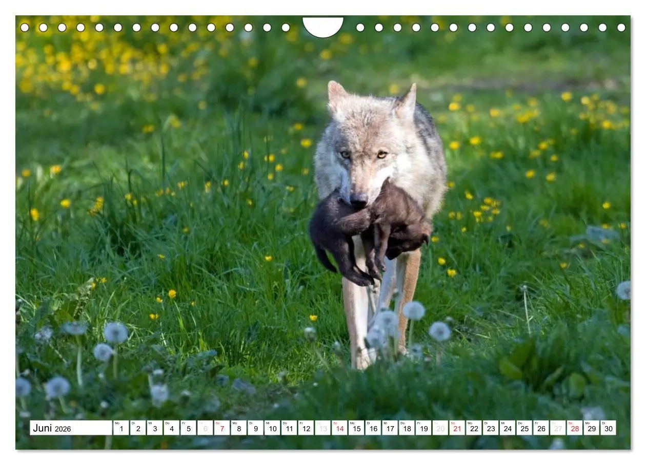 Bild: 9783457973202 | Mit dem Wolf durch's Jahr (Wandkalender 2026 DIN A4 quer), CALVENDO...