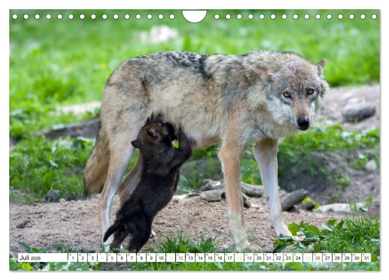Bild: 9783457973202 | Mit dem Wolf durch's Jahr (Wandkalender 2026 DIN A4 quer), CALVENDO...