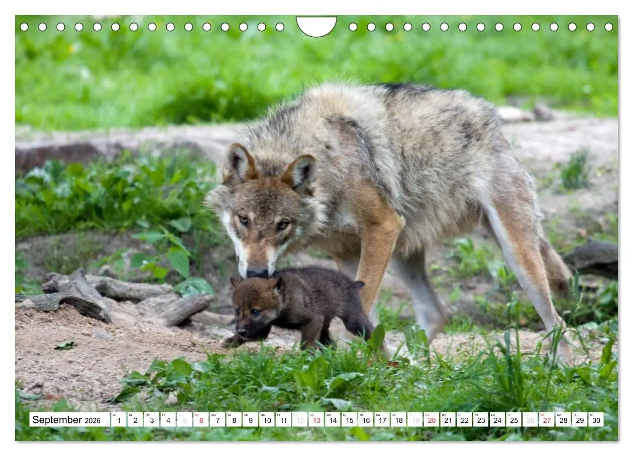 Bild: 9783457973202 | Mit dem Wolf durch's Jahr (Wandkalender 2026 DIN A4 quer), CALVENDO...