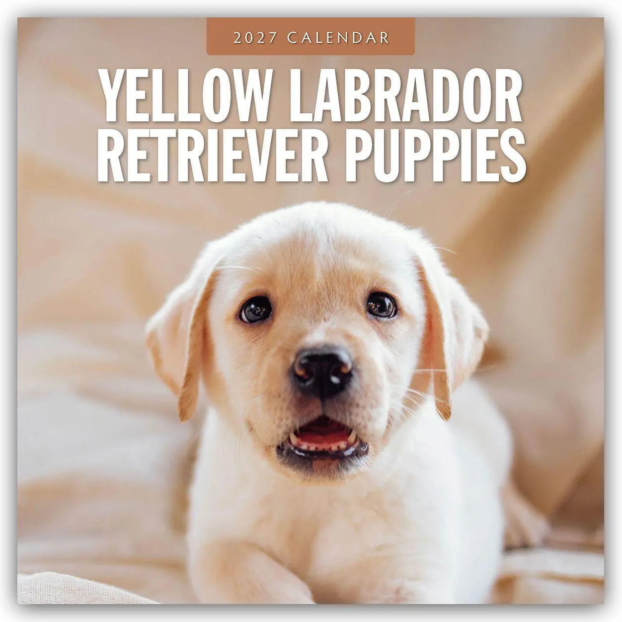 Cover: 9781837013302 | Yellow Labrador Retriever Puppies - Gelbe Labrador Retriever Welpen...