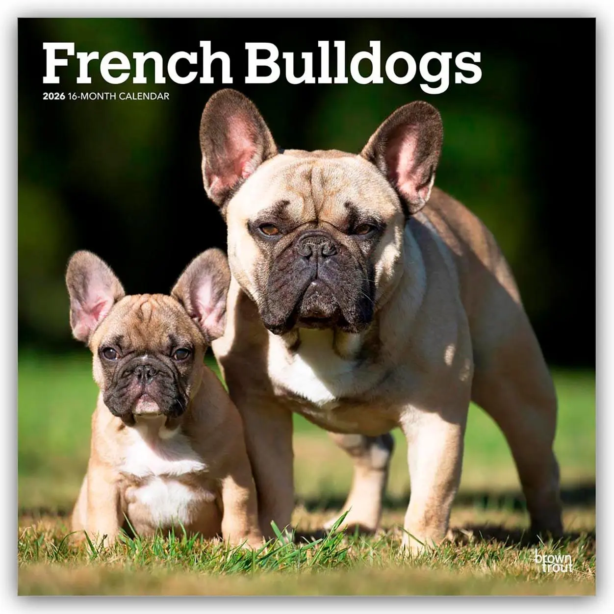 Cover: 9798330703302 | French Bulldogs - Französische Bulldogge 2026 - 16-Monatskalender