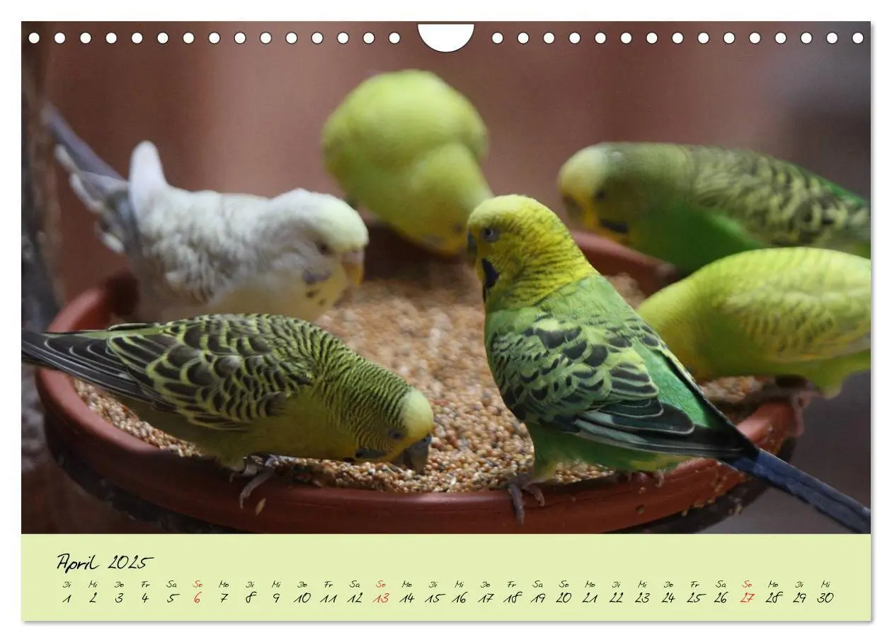 Bild: 9783435793402 | Wellensittiche - Gefiederte Freunde (Wandkalender 2025 DIN A4...