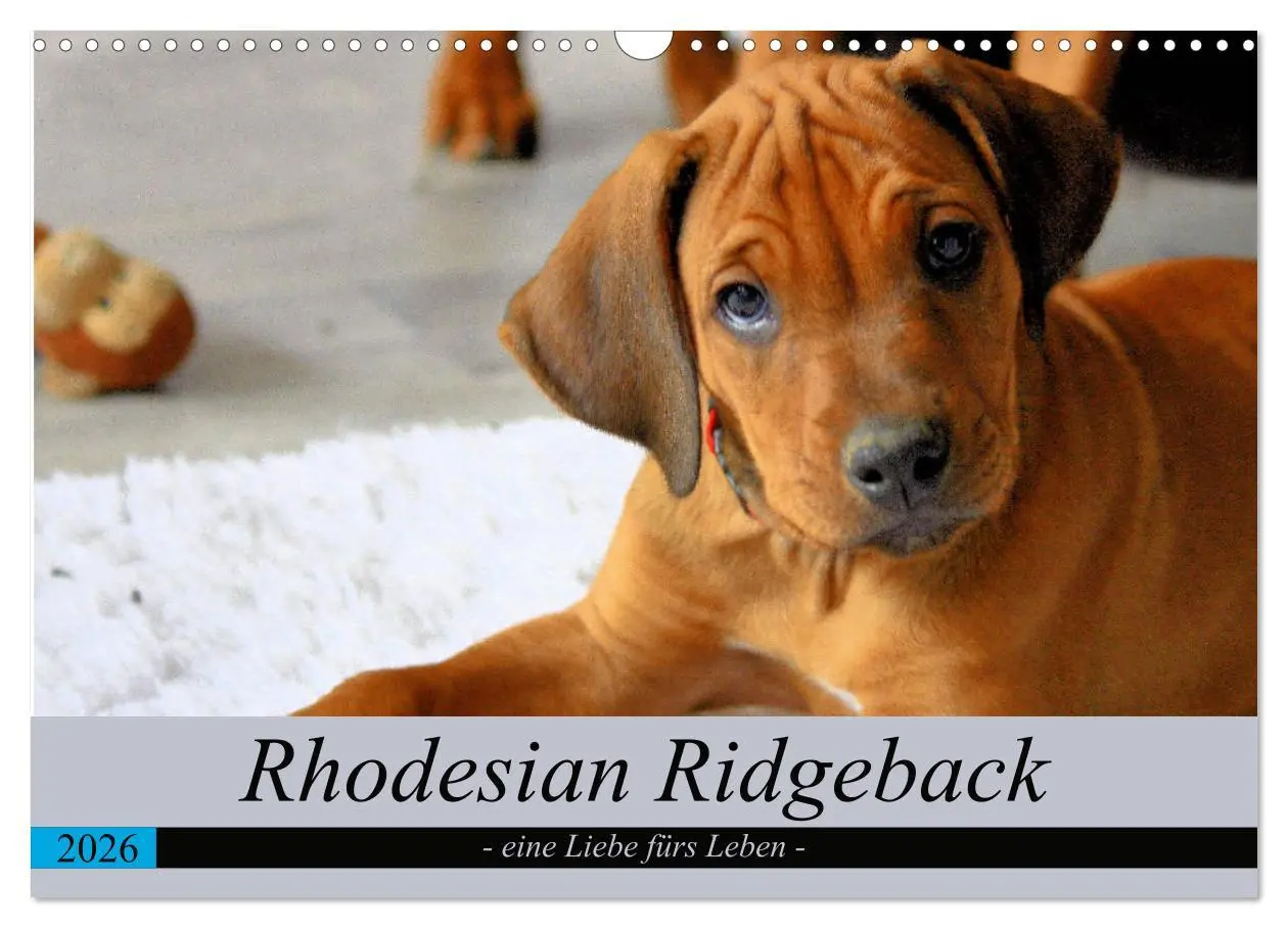 Cover: 9783457883402 | Rhodesian Ridgeback - eine Liebe fürs Leben (Wandkalender 2026 DIN...