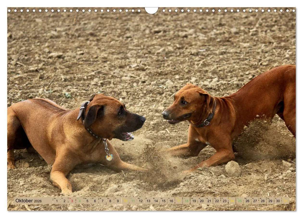 Bild: 9783457883402 | Rhodesian Ridgeback - eine Liebe fürs Leben (Wandkalender 2026 DIN...