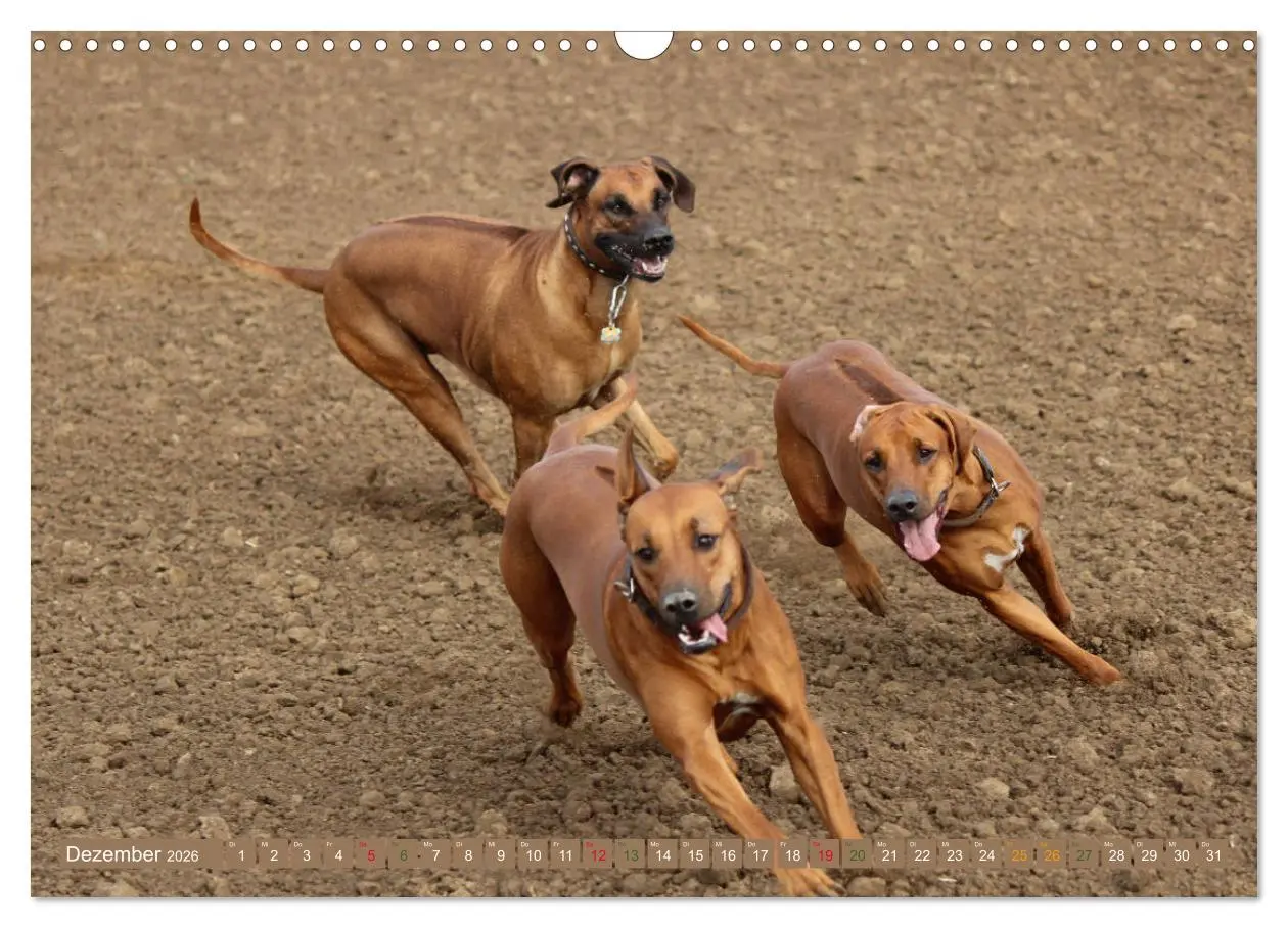 Bild: 9783457883402 | Rhodesian Ridgeback - eine Liebe fürs Leben (Wandkalender 2026 DIN...