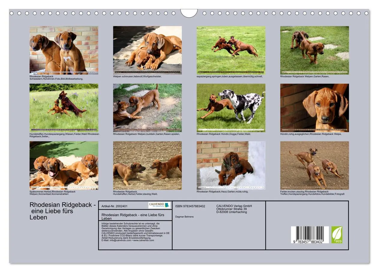 Bild: 9783457883402 | Rhodesian Ridgeback - eine Liebe fürs Leben (Wandkalender 2026 DIN...