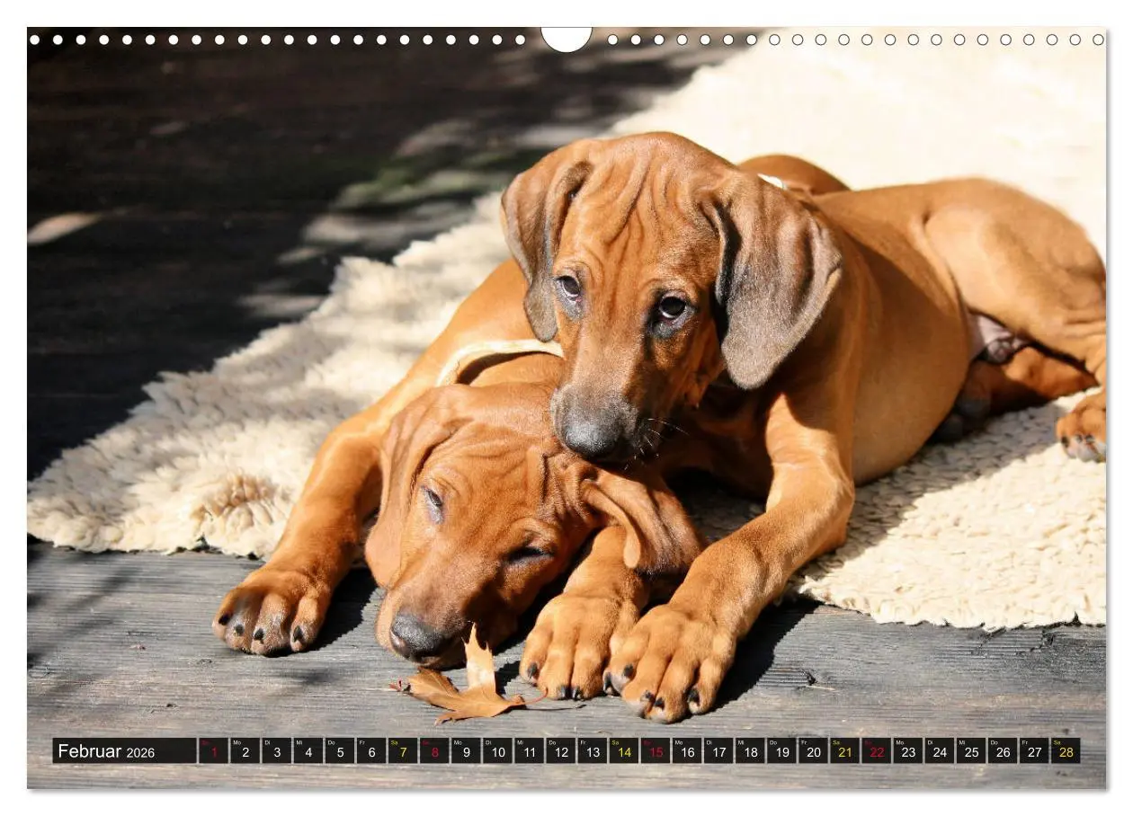 Bild: 9783457883402 | Rhodesian Ridgeback - eine Liebe fürs Leben (Wandkalender 2026 DIN...