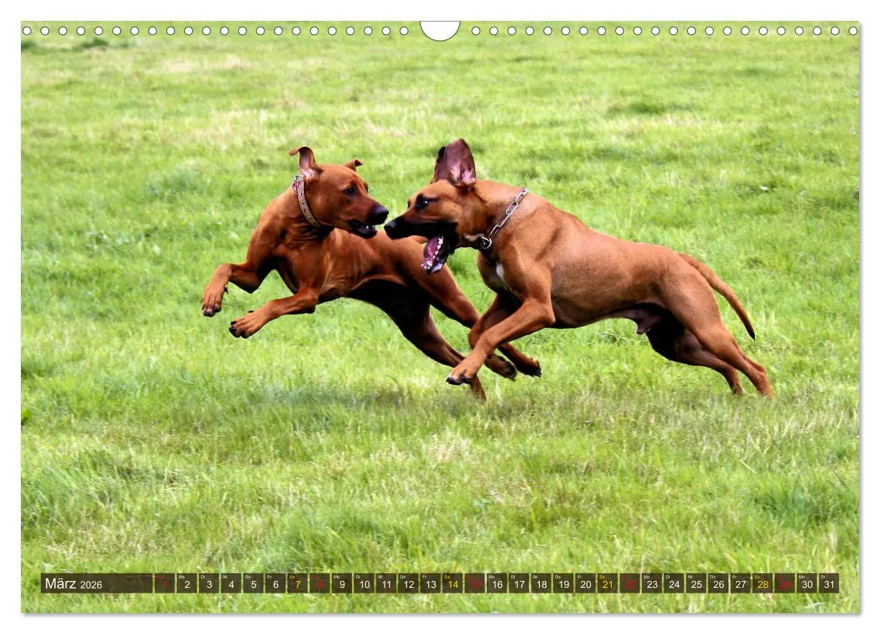 Bild: 9783457883402 | Rhodesian Ridgeback - eine Liebe fürs Leben (Wandkalender 2026 DIN...