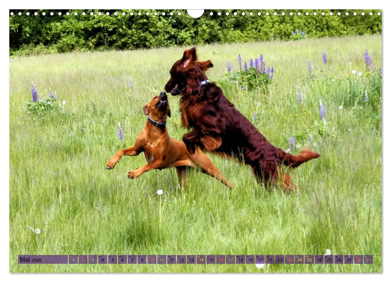 Bild: 9783457883402 | Rhodesian Ridgeback - eine Liebe fürs Leben (Wandkalender 2026 DIN...