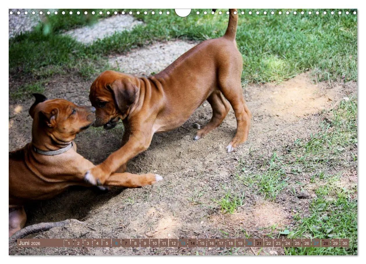 Bild: 9783457883402 | Rhodesian Ridgeback - eine Liebe fürs Leben (Wandkalender 2026 DIN...