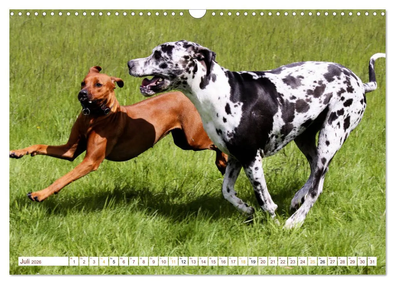 Bild: 9783457883402 | Rhodesian Ridgeback - eine Liebe fürs Leben (Wandkalender 2026 DIN...