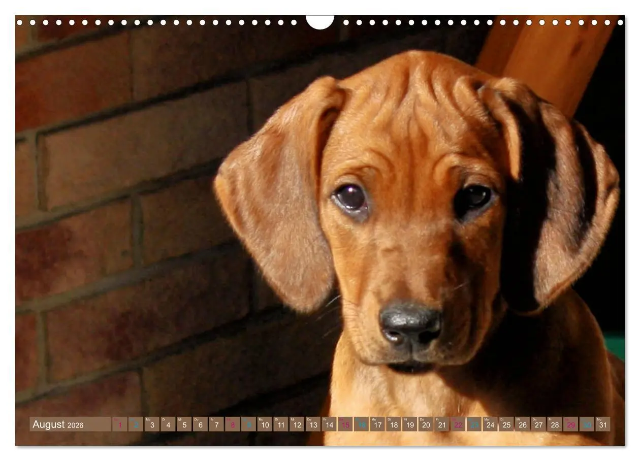 Bild: 9783457883402 | Rhodesian Ridgeback - eine Liebe fürs Leben (Wandkalender 2026 DIN...