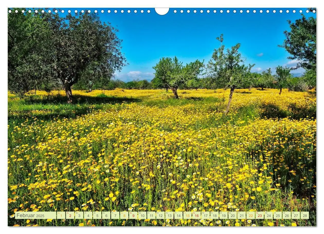 Bild: 9783435473502 | Blumenwiesen - ein blütenzauberhaftes Jahr (Wandkalender 2025 DIN...