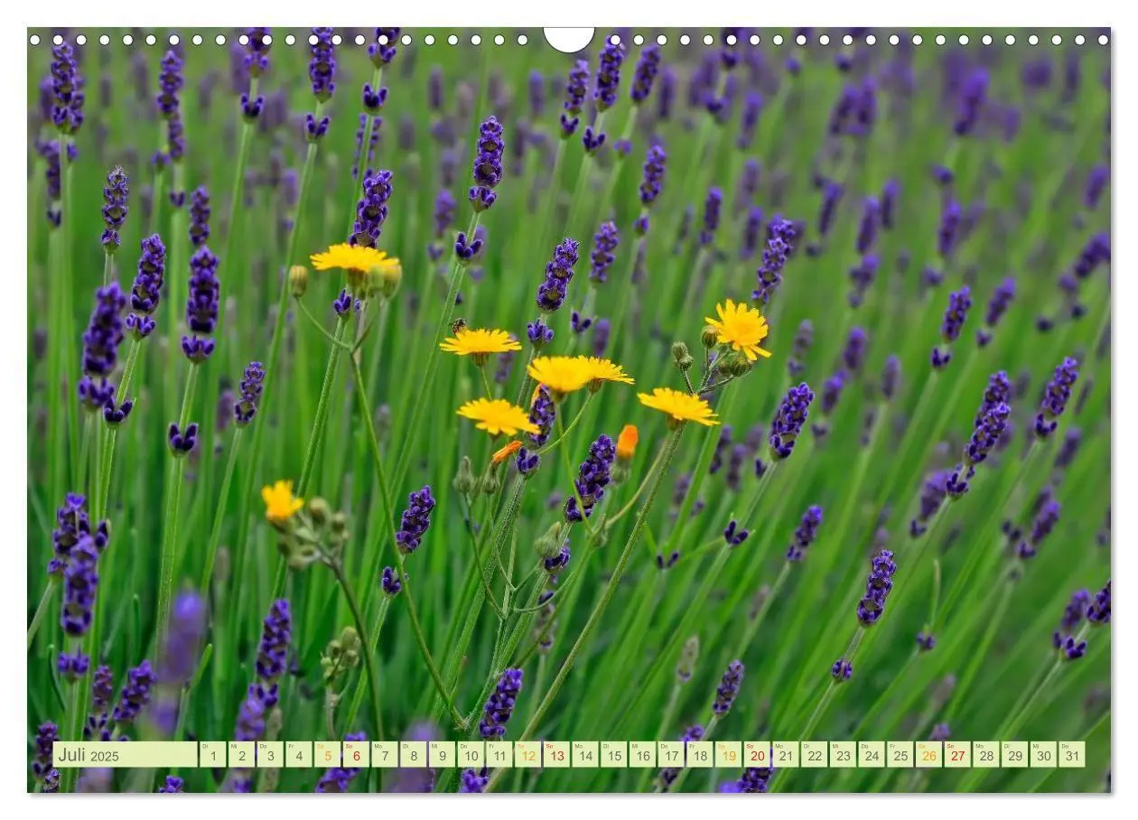 Bild: 9783435473502 | Blumenwiesen - ein blütenzauberhaftes Jahr (Wandkalender 2025 DIN...