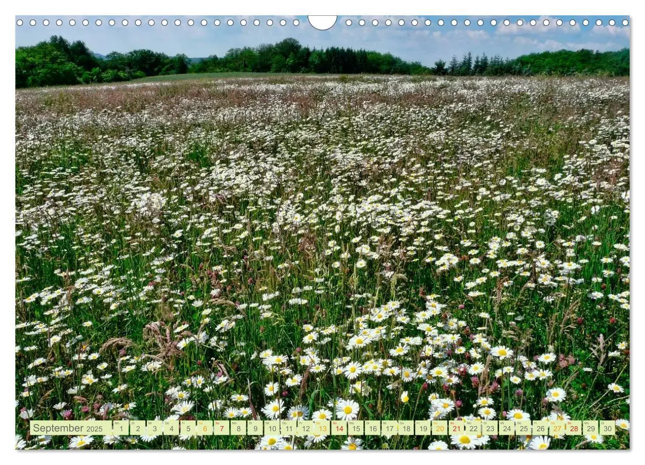 Bild: 9783435473502 | Blumenwiesen - ein blütenzauberhaftes Jahr (Wandkalender 2025 DIN...