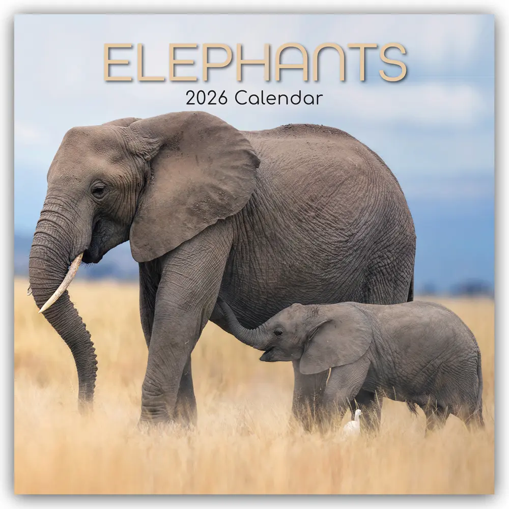 Cover: 9781836223702 | Elephants - Elefanten 2026 - 16-Monatskalender | Ltd | Kalender | 2026