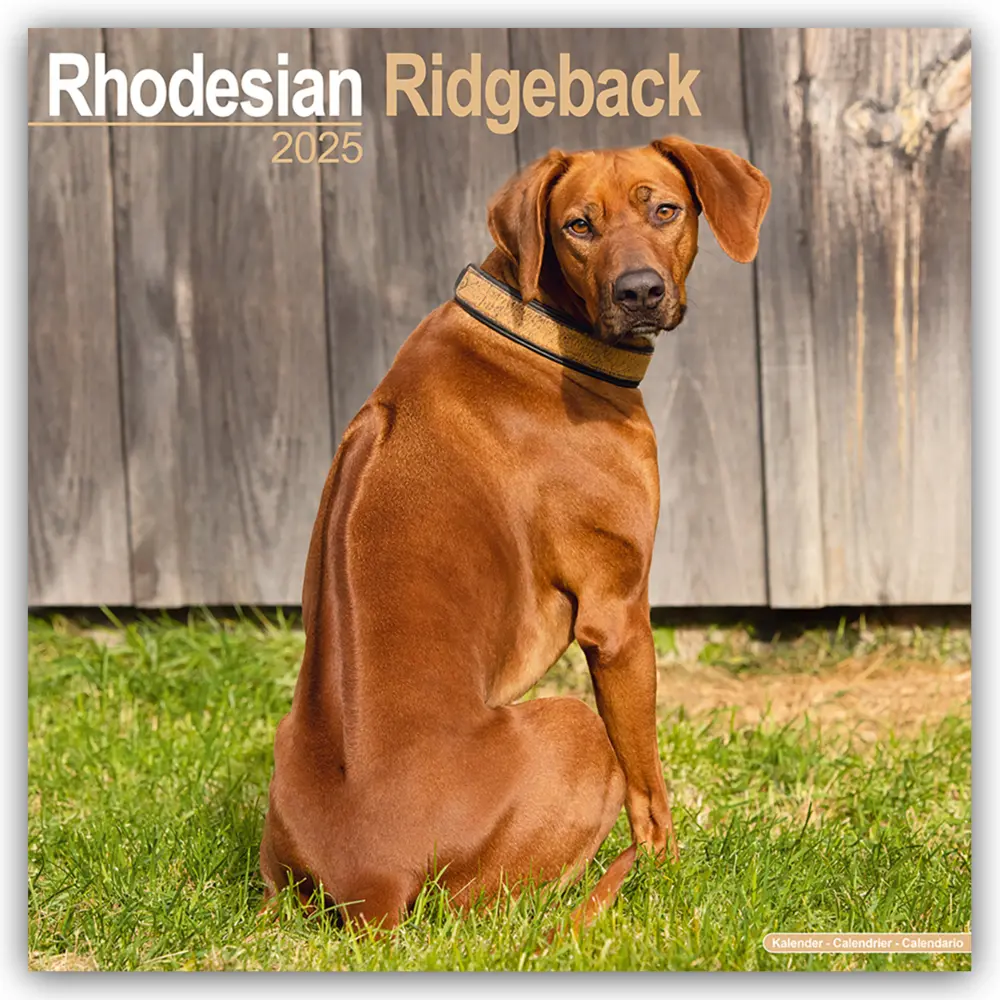 Cover: 9781804603802 | Rhodesian Ridgeback - Afrikanischer Löwenhund 2025 - 16-Monatskalender