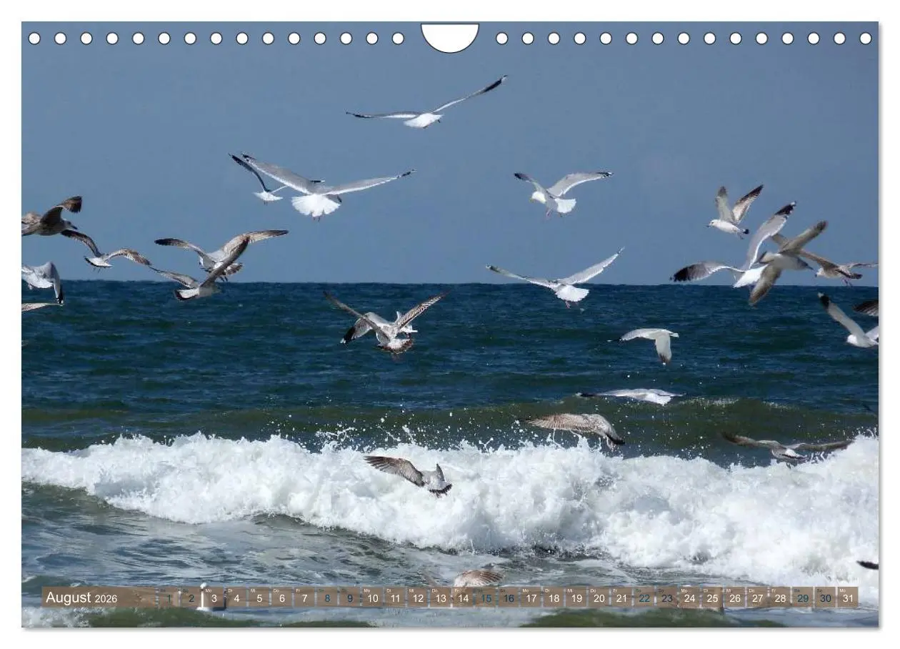 Bild: 9783516163902 | Strandwanderungen auf Texel (Wandkalender 2026 DIN A4 quer),...